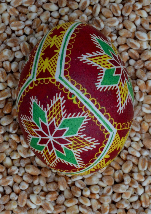Ружі