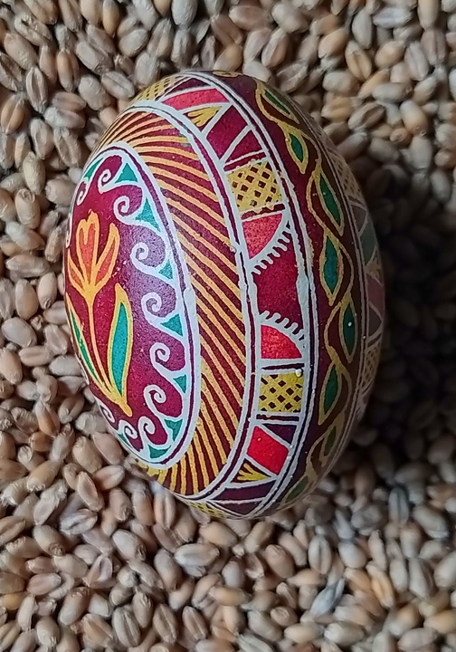 Тюльпан