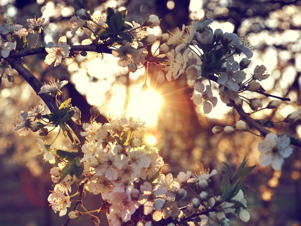 218653-4288x2412.jpg.600x450 q85 crop